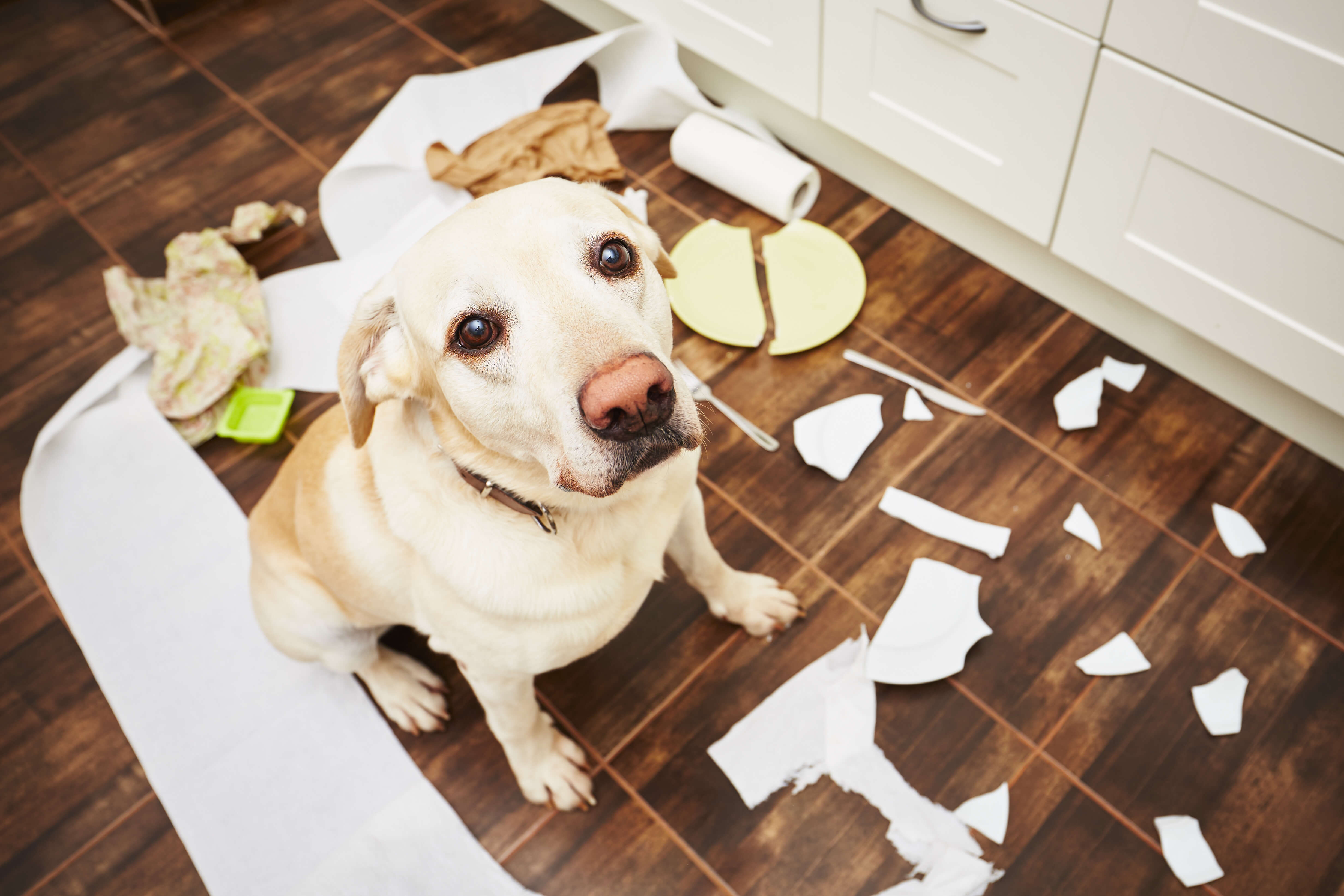 Dogs can present us with all types of unwanted behaviors.